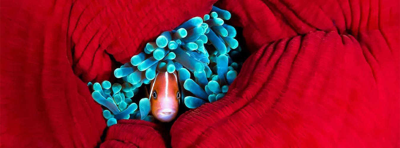Una sorprendente anémona de mar nos presenta a su "invitado". Región de Ngemelis, Palau, Pacífico Sur. Una de las fotos ganadoras del concurso fotográfico de la ONU sobre los océanos. FOTO: Michael Gallagher